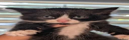 Mixed Breed cats for sale: Maine coon cross kittens  - Advert 22
