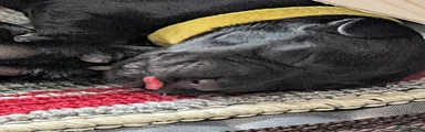 Cocker Spaniel 5