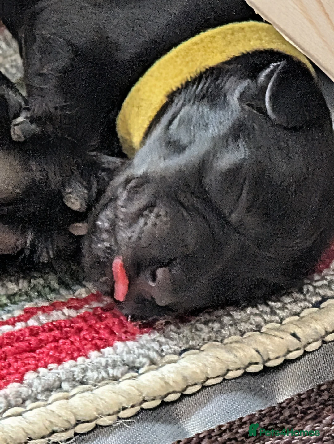 Cocker Spaniel dogs for sale: Working Cocker Spaniel pups - Advert 2