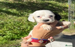 English Setter dogs for adoption: Setter x pups  - Image 7