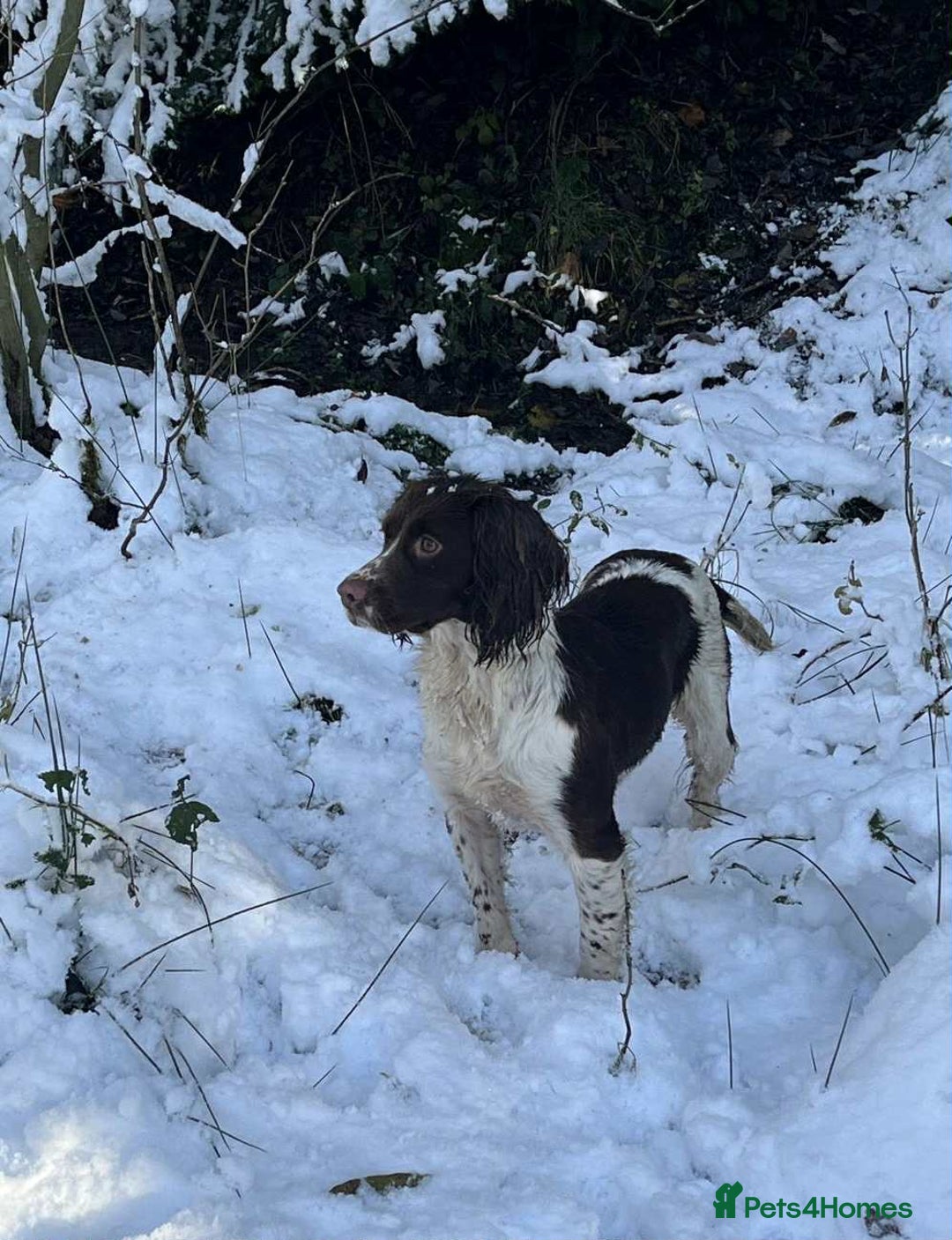 Border Collie dogs for sale: Beautiful Border Collie x Springer Spaniel Puppies - Image 12