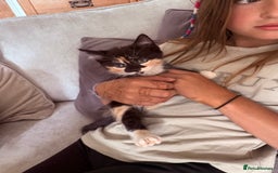 British Shorthair cats for sale: Beautiful kittens full of fun - Image 1