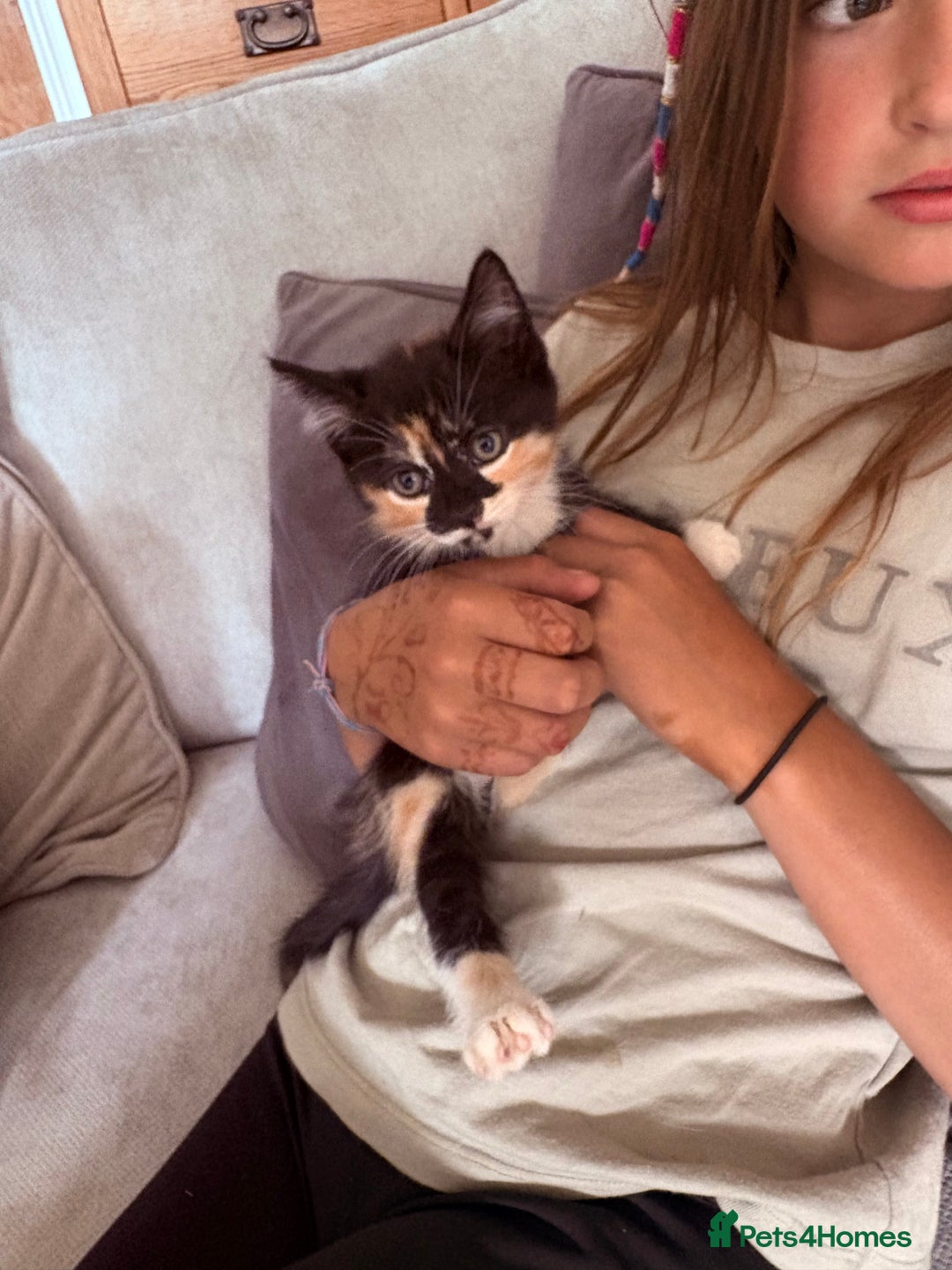 British Shorthair cats for sale: Beautiful kittens full of fun - Image 1