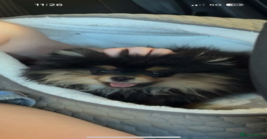 Pomeranian dogs - Advert 10