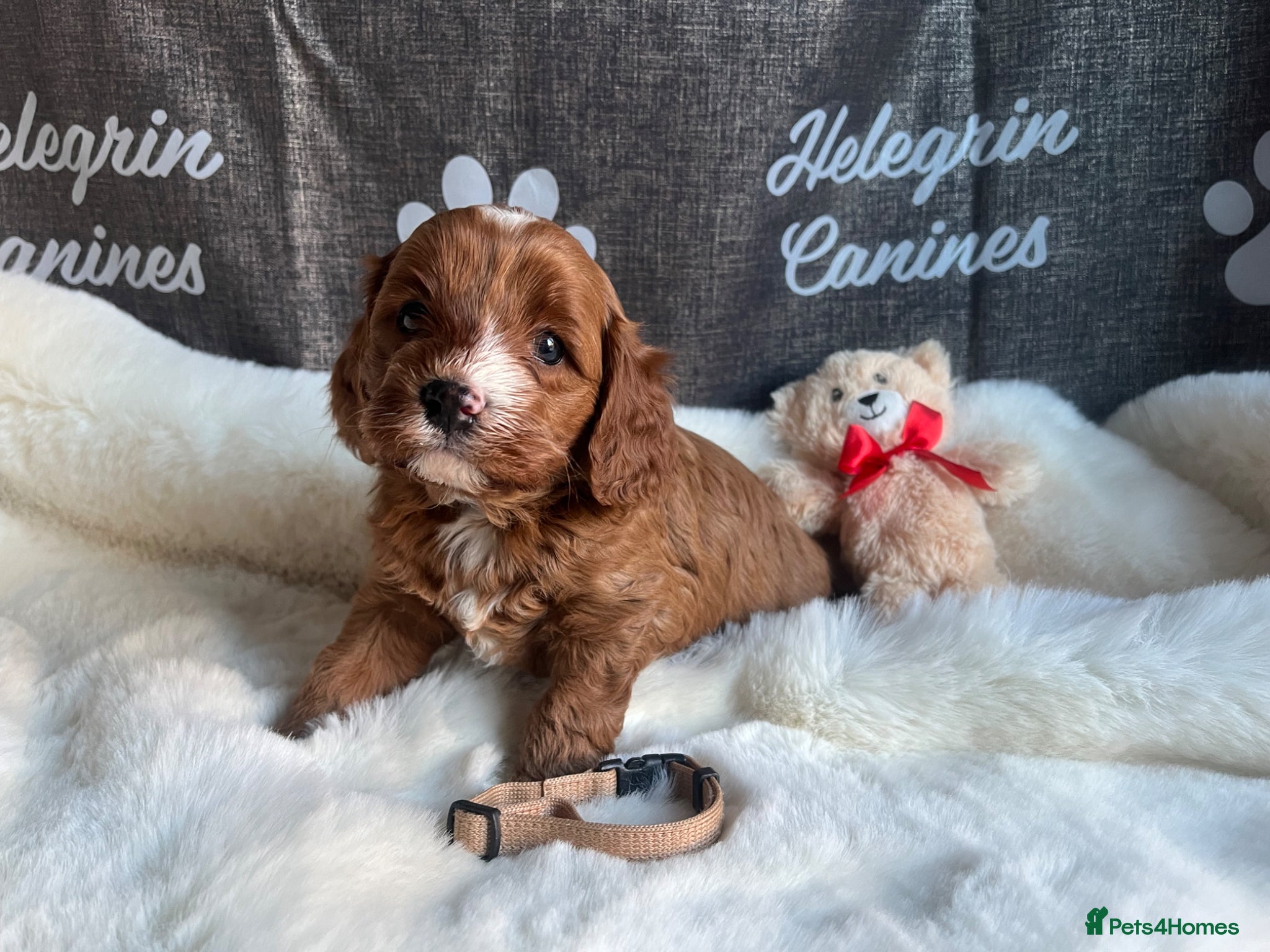 Cavapoo Puppy 3