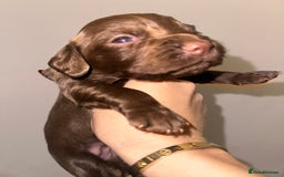 Cocker Spaniel dogs for sale: Working cocker spaniel puppies - Image 9