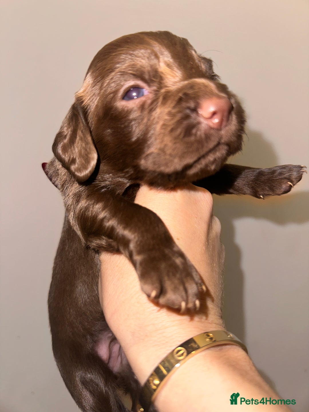 Cocker Spaniel dogs for sale: Working cocker spaniel puppies - Image 9