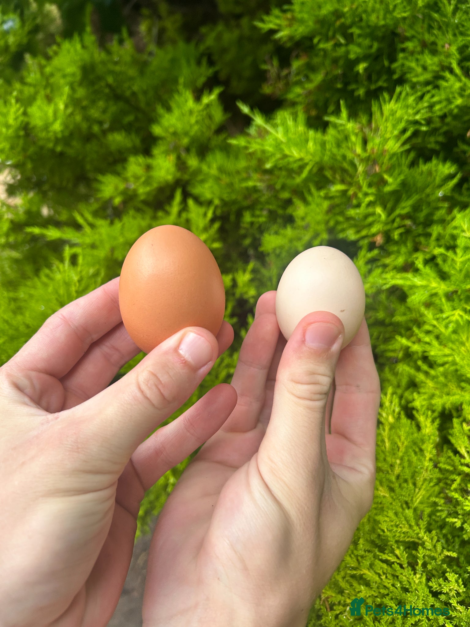 Chickens poultry Fertilised Chicken Eggs – £1 Each - Advert 11
