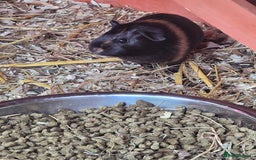 Guinea Pig rodents for sale: baby guinea pigs - Image 4