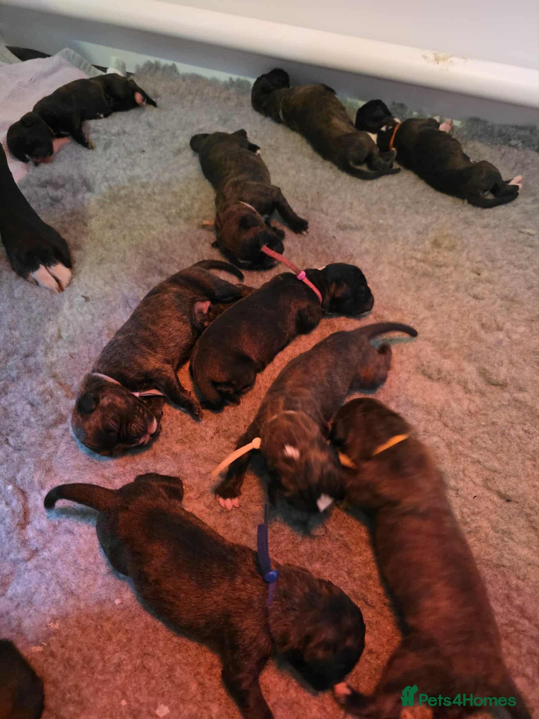 Boxer dogs for stud: Fully Health tested euro / kc reg Boxsanuk Gelso  in Newcastle upon Tyne - Advert 31