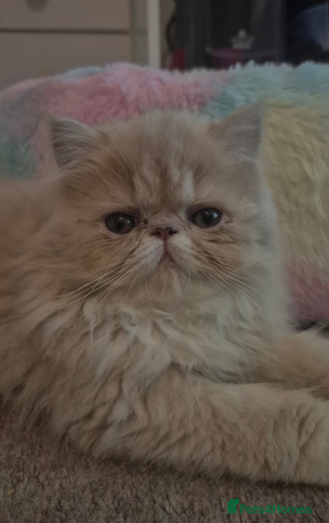 Exotic cats for sale: 💙Show Quality Longhair Boy- READY NOW 💙 - Image 2