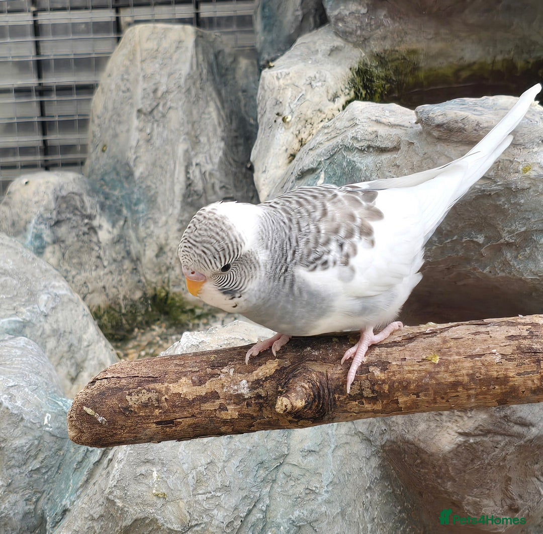 Budgerigars birds for sale: Budgies  - Image 3