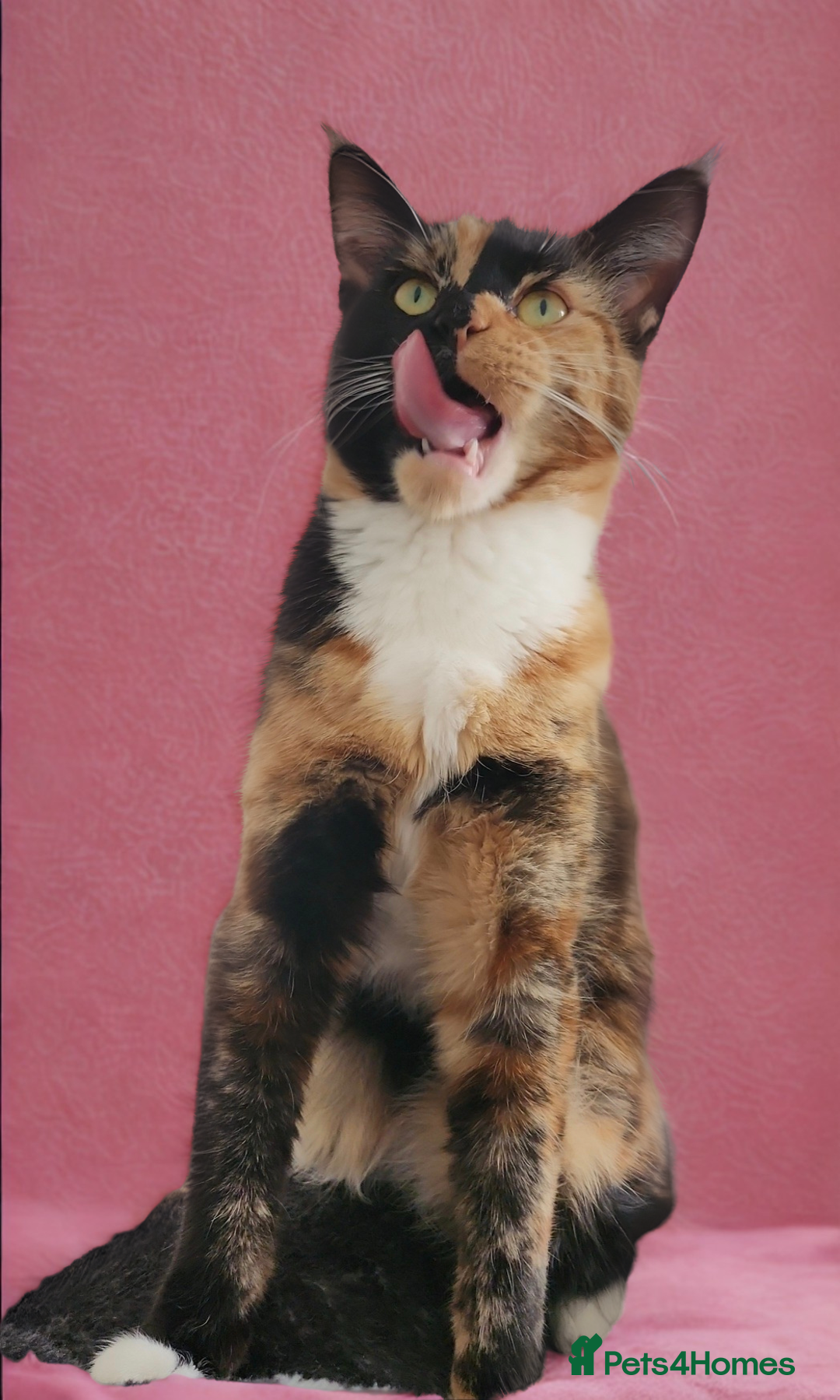 Maine Coon cats for sale: Maine Coon cross kittens  - Image 4