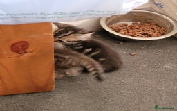 Mixed Breed cats for sale: Kittens ready now - Image 5