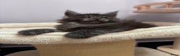 Maine Coon cats for sale: 🌟🌟Beautiful  Maine Coon kittens 🌟🌟🌟 - Advert 9
