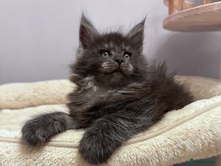 Maine Coon cats 🌟🌟Beautiful Maine Coon kittens 🌟🌟🌟 - Advert 9