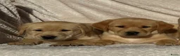 Labrador Retriever dogs for sale: Beautiful litter of KC reg Labrador puppies  - Advert 6