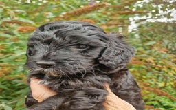 Cockapoo dogs for sale: 5 STAR FULLY DNA HEALTH TESTED F1B COCKAPOOS - Image 5