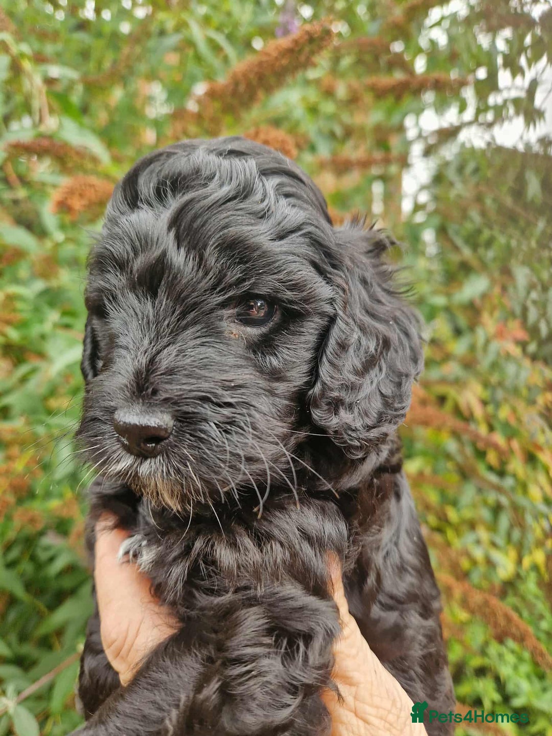 Cockapoo dogs for sale: 5 STAR FULLY DNA HEALTH TESTED F1B COCKAPOOS - Image 5
