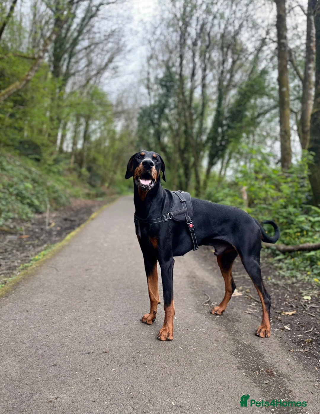 Dobermann dogs for sale: Doberman stud for sale  - Advert 5