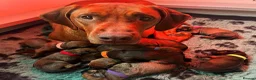 Rhodesian Ridgeback dogs for sale: KC Rhodesian Ridgebacks - Advert 13