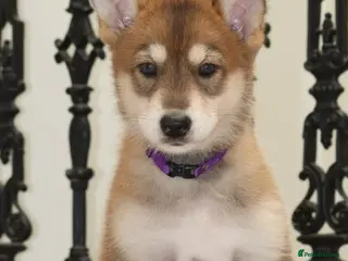 Saarloos Wolfdog dogs 1 beautiful girl - vaccinated and ready to leave - Advert 1