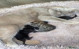Mixed Breed cats for sale: 4 beautiful kittens, Bengal & British shorthair - Image 21