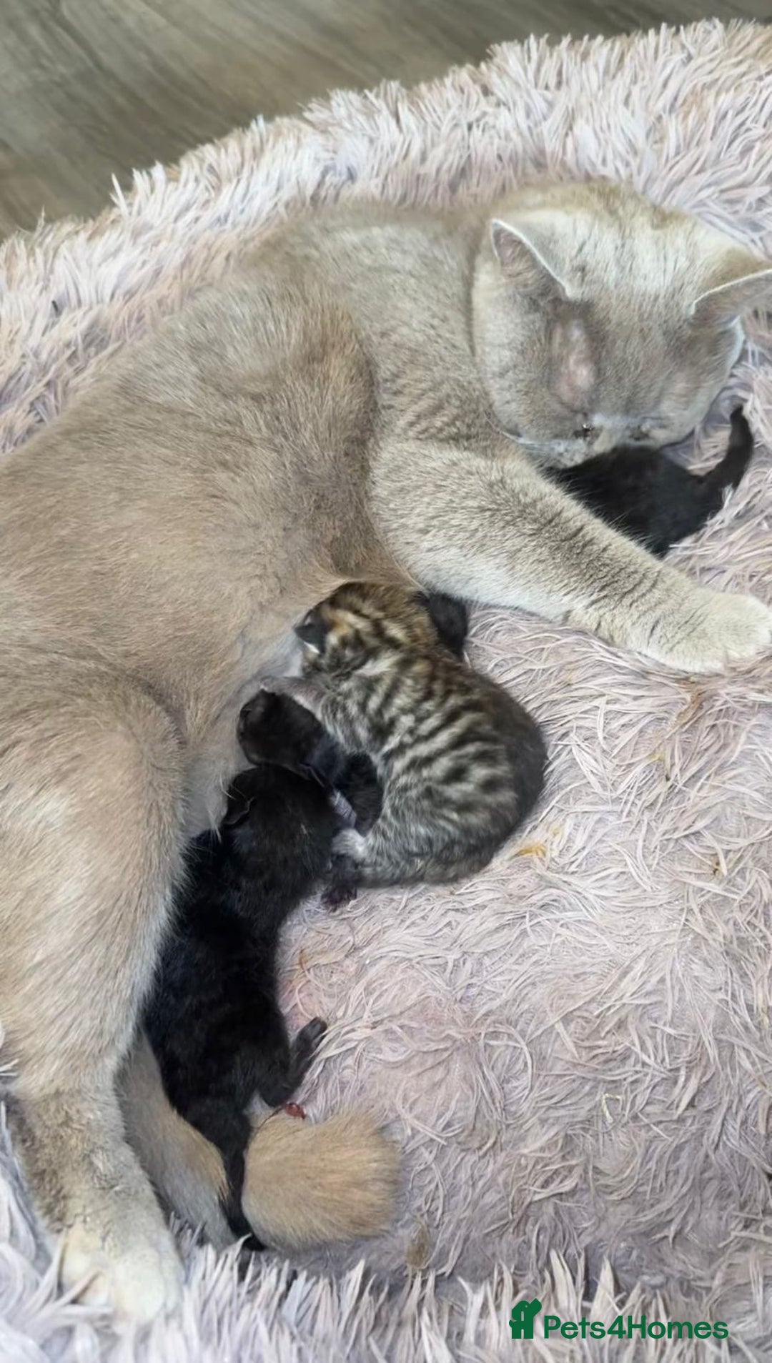 Mixed Breed cats for sale: 4 beautiful kittens, Bengal & British shorthair - Image 21