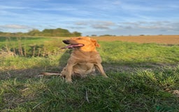 Labrador Retriever dogs for stud: ⭐️REGGIE⭐️ PROVEN KC REG WORKING LABRADOR STUD in Chelmsford - Image 3
