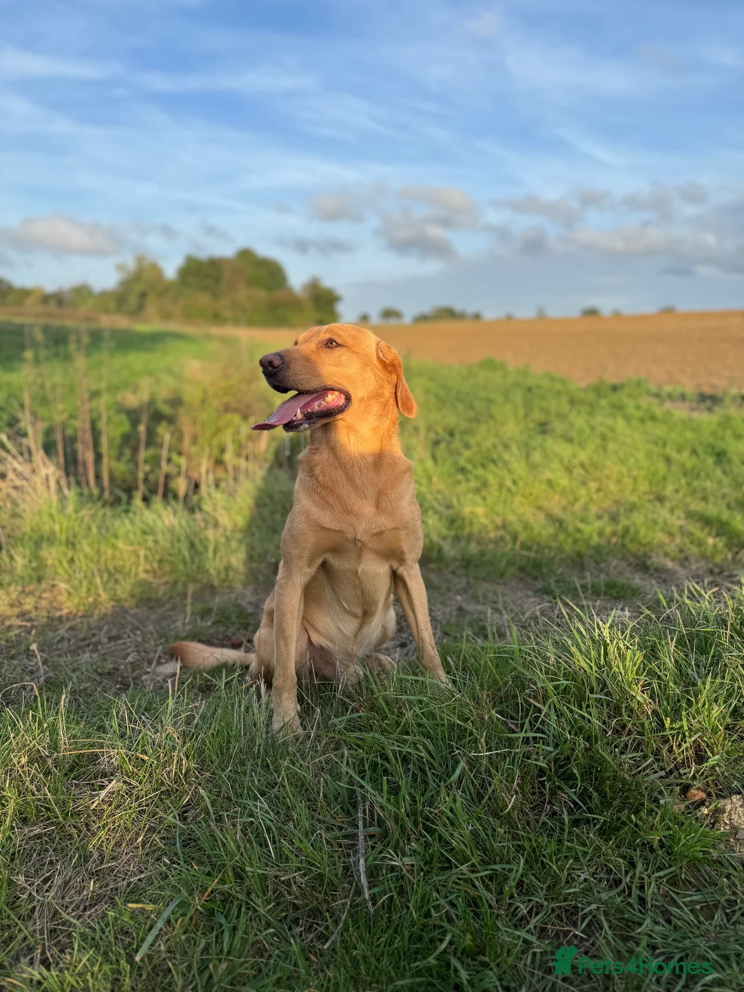 Labrador Retriever dogs for stud: ⭐️REGGIE⭐️ PROVEN KC REG WORKING LABRADOR STUD in Chelmsford - Advert 3