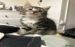 Mixed Breed cats for sale: 3 Male kittens for sale  - Image 9