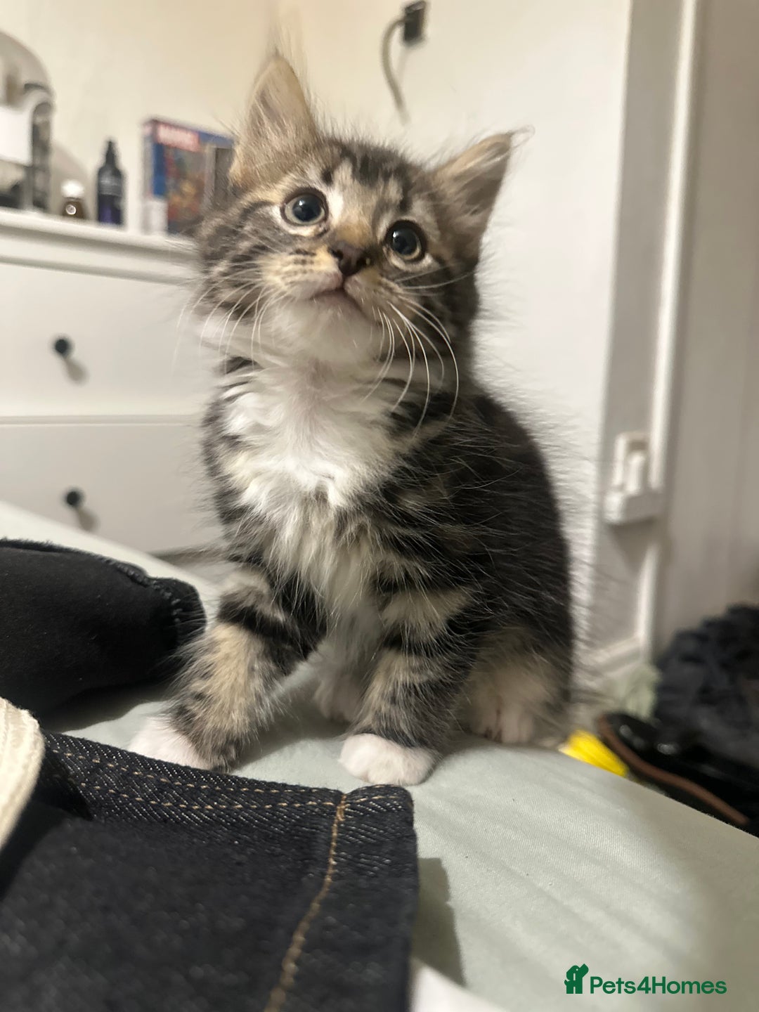 Mixed Breed cats for sale: 3 Male kittens for sale  - Image 9