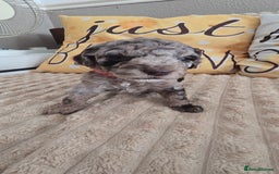 Standard Poodle dogs for sale: 7 Standard poodles for sale including 2 merle - Image 13