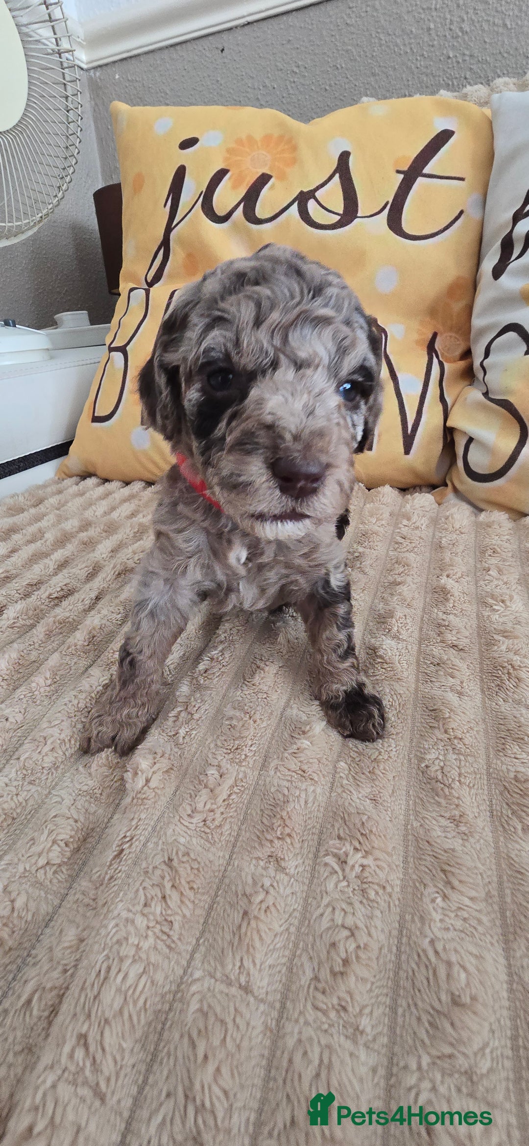 Standard Poodle dogs for sale: 7 Standard poodles for sale including 2 merle - Image 13