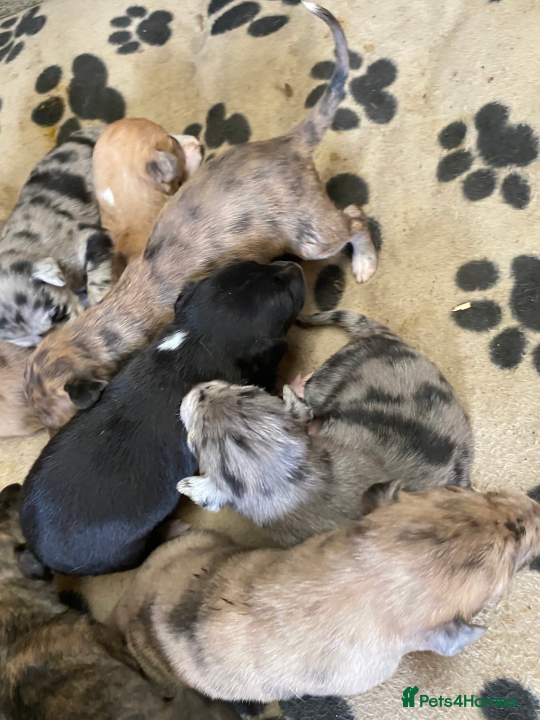 Mixed Breed dogs for sale: Deerhound greyhound collie puppies  - Image 15
