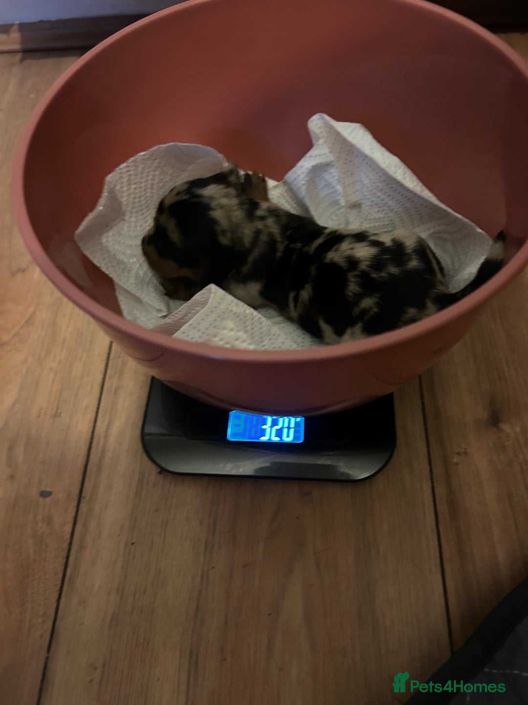 Miniature Dachshund dogs for sale: miniature dash hounds - Advert 8