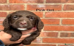 Cocker Spaniel dogs for sale: KC Reg Cocker Spaniel Puppies - Image 10