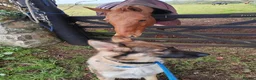 German Shepherd dogs for sale: Gentle 2 year old SPAYED German Shepherd in Exeter - Advert 6