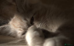 Neva Masquerade cats for sale: Litter 'W' 2 boys and 3 girls - Image 10