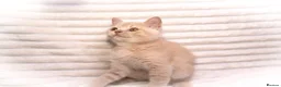 British Shorthair cats for sale: Cream British Shorthair Boy 🧸 - Advert 3