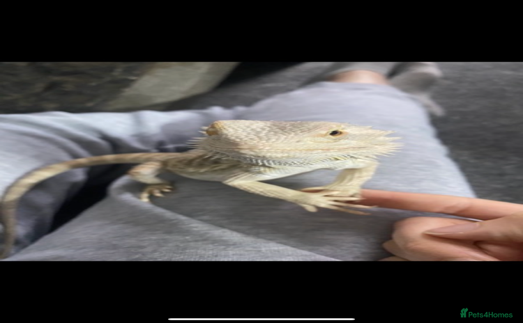 Bearded Dragon reptiles - Advert 5