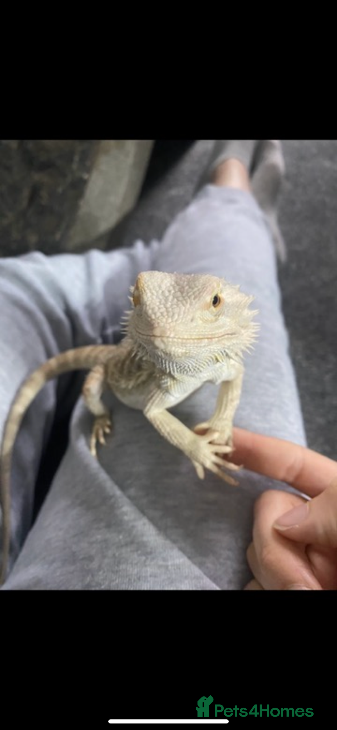 Bearded Dragon reptiles for sale: Bearded dragon  - Image 1