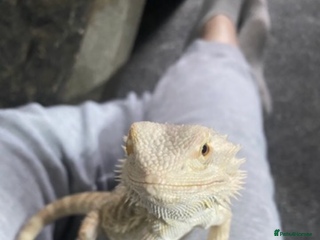 Bearded Dragon reptiles - Advert 4