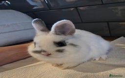 Netherland Dwarf rabbits for sale: Netherland dwarf rabbit 8 week old girl and boy  - Image 1