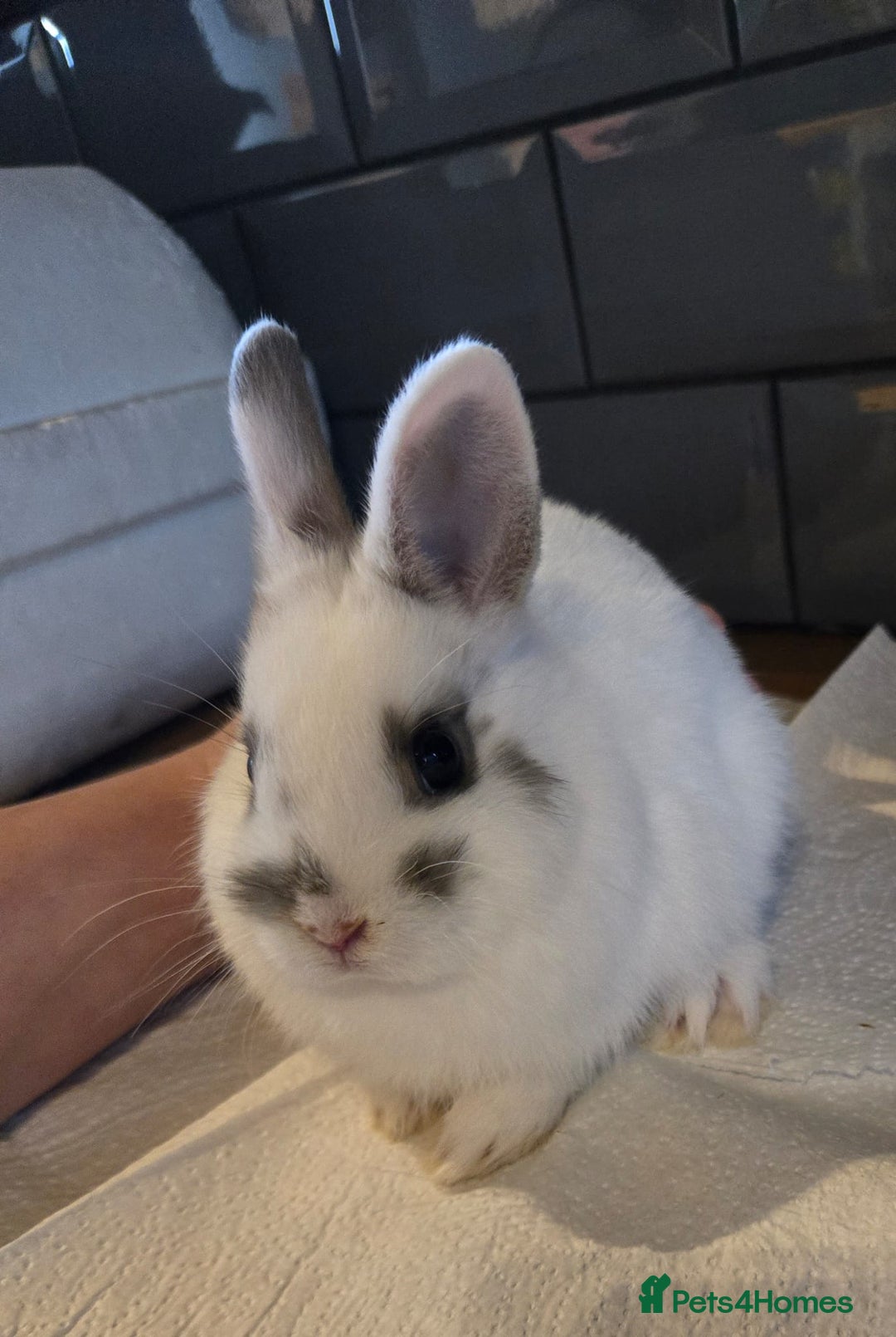 Netherland Dwarf rabbits for sale: Netherland dwarf rabbit 8 week old girl and boy  - Image 1