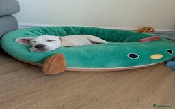 Beagle dogs for sale: Lenny the Lemon Beagle  - Image 16