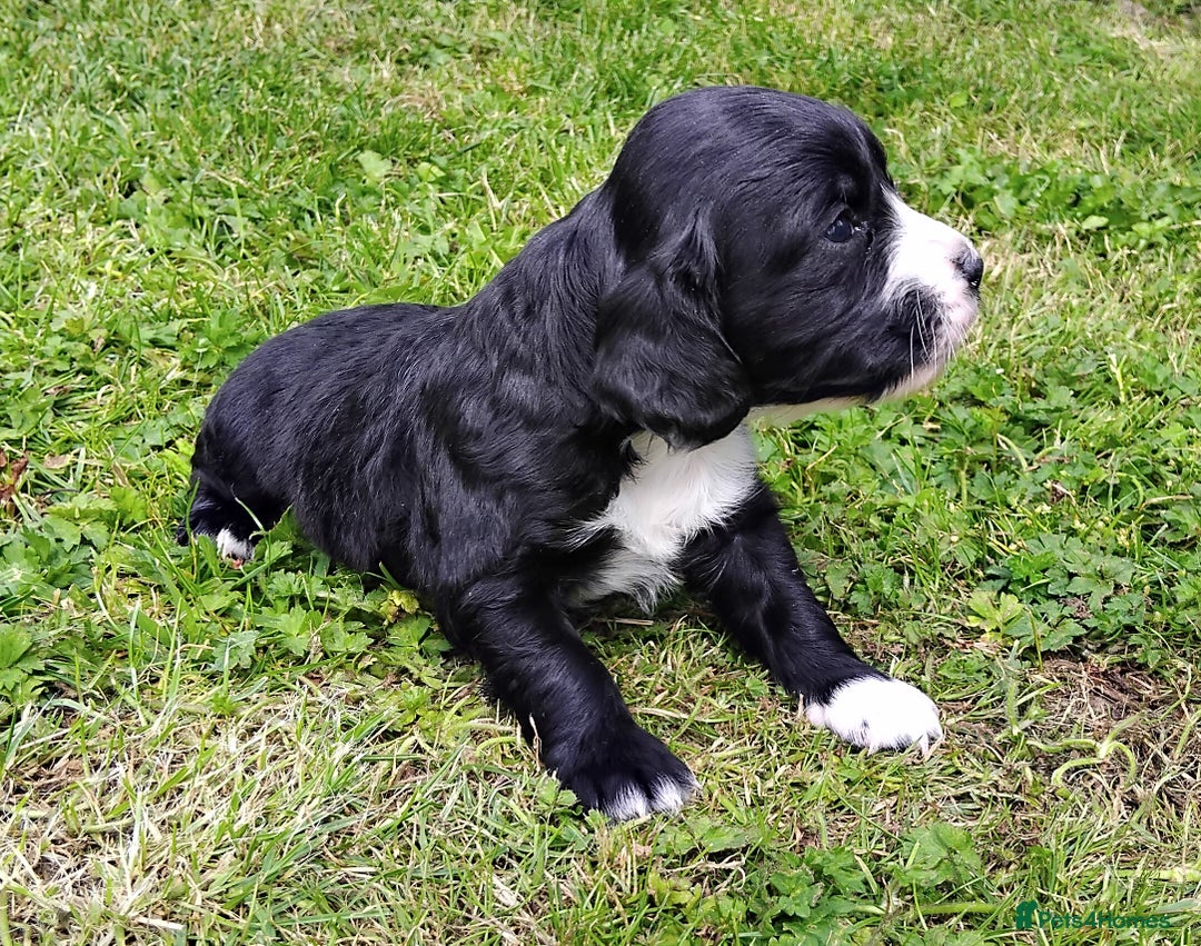 Cocker Spaniel dogs for sale: KC registered working cocker spaniel puppies. - Image 22