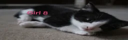 Mixed Breed cats for sale: 🩵🩷 Gorgeous little kittens 🩷🩵  - Advert 10