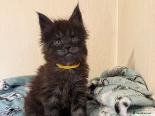 Maine Coon cats Pedigree Tica Russian Import line Maine Coons - Advert 15