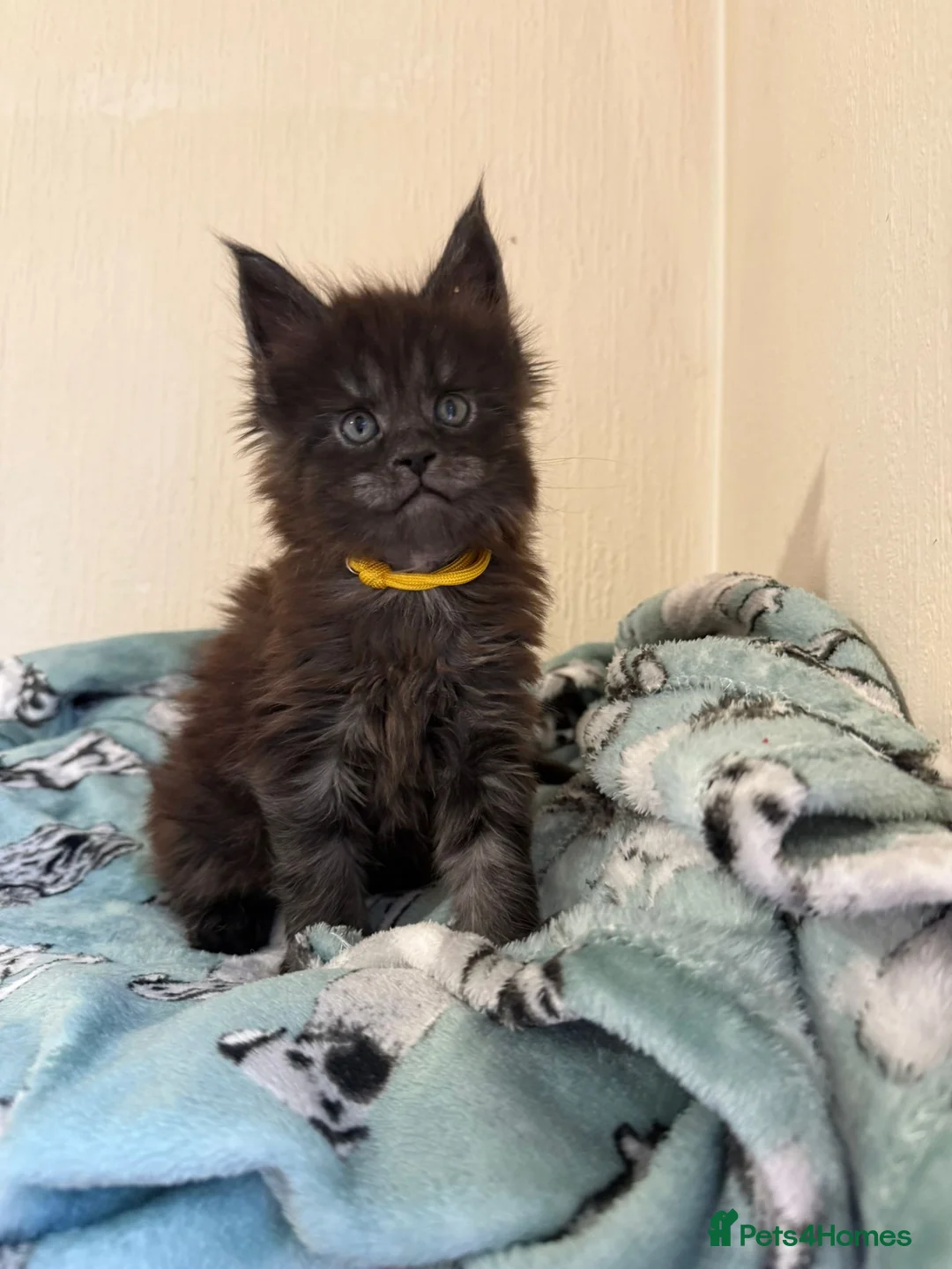 Maine Coon cats for sale: Pedigree Tica Russian Import line Maine Coons - Advert 1
